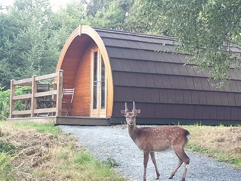 Glamping Glendalough Glamping